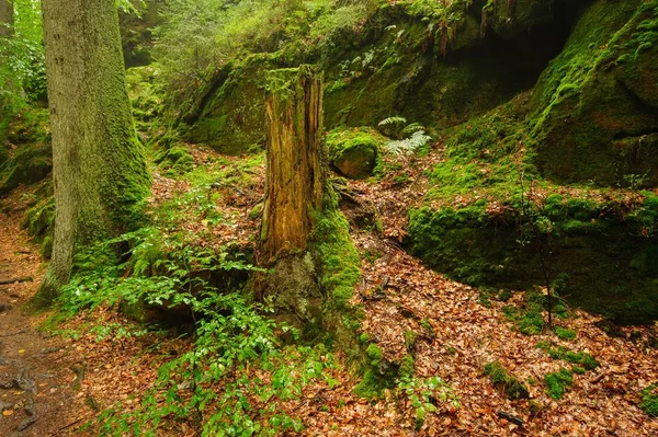 Foresta con nebbia — Foto Stock