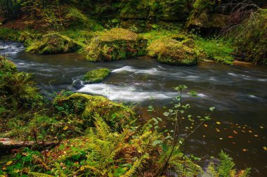 Bir güzel nehir akan Sonbahar Ormanı