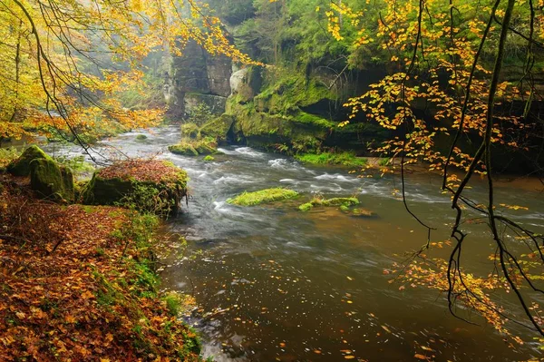 A beautifully river flowing autumn forest — Stock Photo, Image