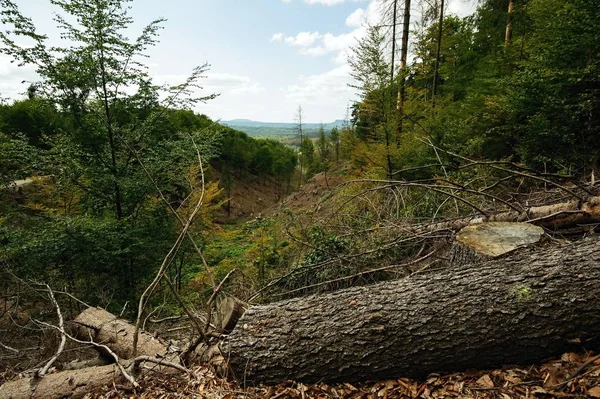 Πεσμένα δέντρα μετά από καταιγίδα — Φωτογραφία Αρχείου