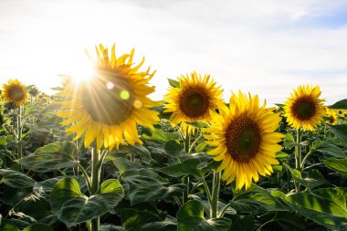 Gün batımı ışınları ve ayçiçeği