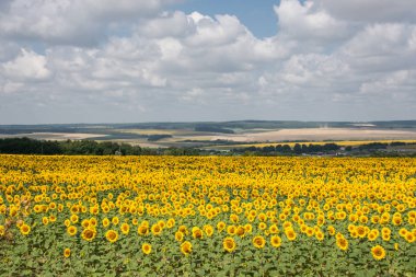 Gökyüzü ve sunflowers\Ukraine