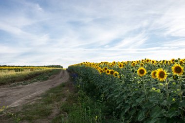 Kırsal yol ve ayçiçeği alan