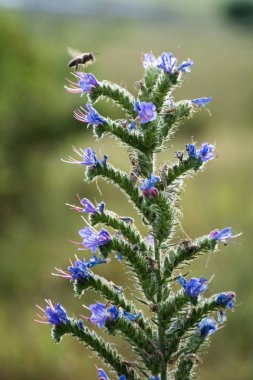 Bir çiçeğin üzerinde - yaz uçan arı