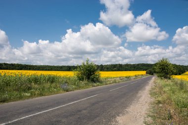 Ayçiçeği alanında yol 