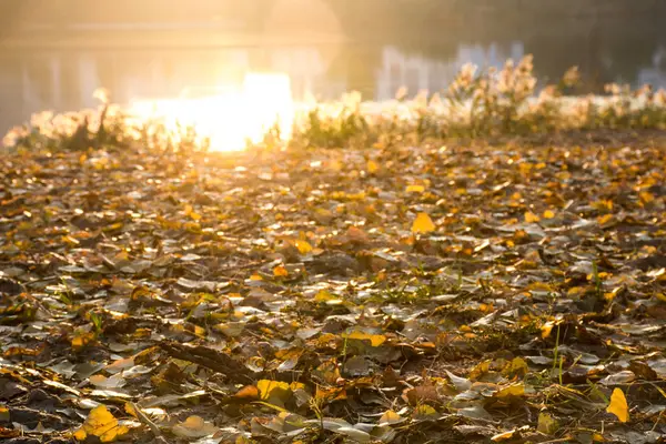 秋の夕日の光線を葉します — ストック写真