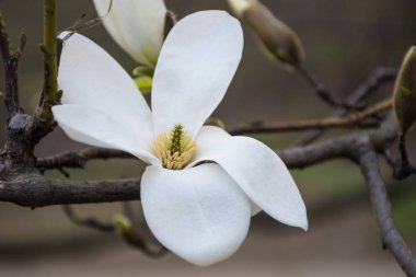 Çiçek açan Manolya beyaz çiçek