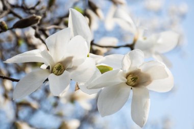 İki beyaz Manolya çiçeği arka plan mavi