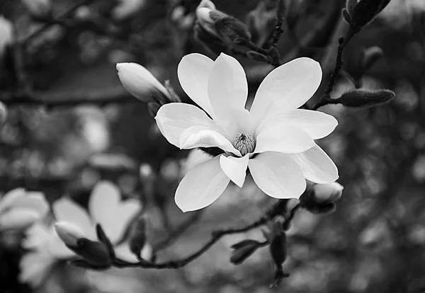 Black White Magnolia Blooming — Stock Photo, Image