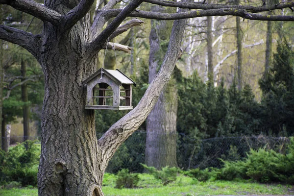 Nourrisseurs Oiseaux Forêt Printanière — Photo