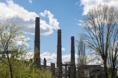 İlkbaharda ağaçlar arasında üç lüle