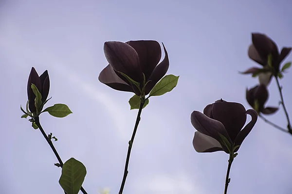 Fioletowy Magnolia Pąki Niebo Tło — Zdjęcie stockowe