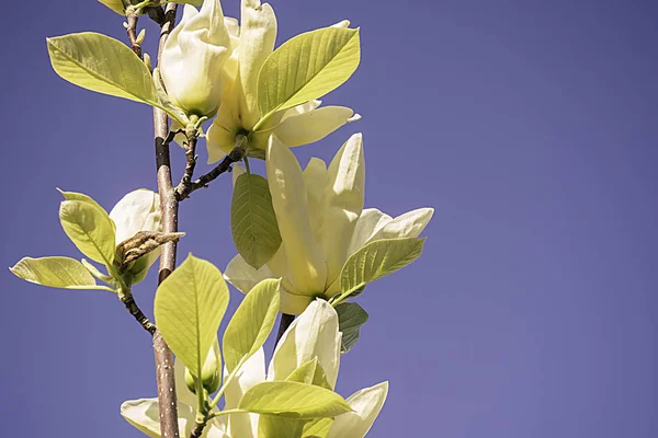 Blomming Amarelo Magnolia Branch — Fotografia de Stock