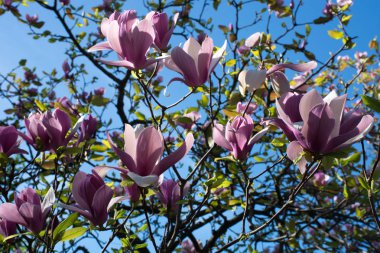 Pembe Manolya Ağacı Mayıs ayında Çiçekli