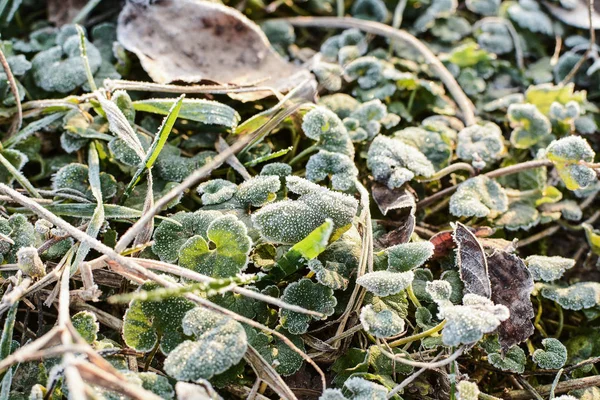 Zielona Trawa Pokryta Pierwszym Lekkim Mrozem Jesienią — Zdjęcie stockowe