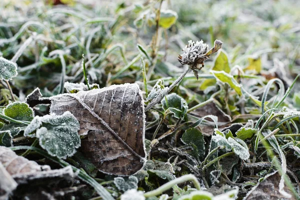 秋の朝の冷凍クローバーの花 — ストック写真