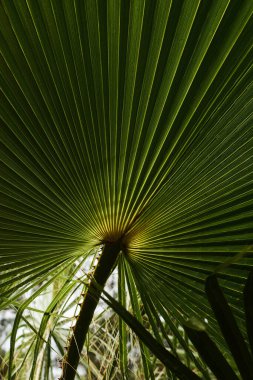 Green Palm Tree Leaf
