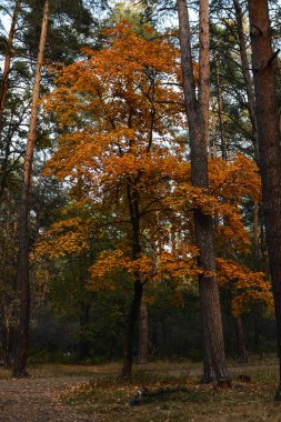 Çam Ormanında Altın Yapraklı Sonbahar Ağacı
