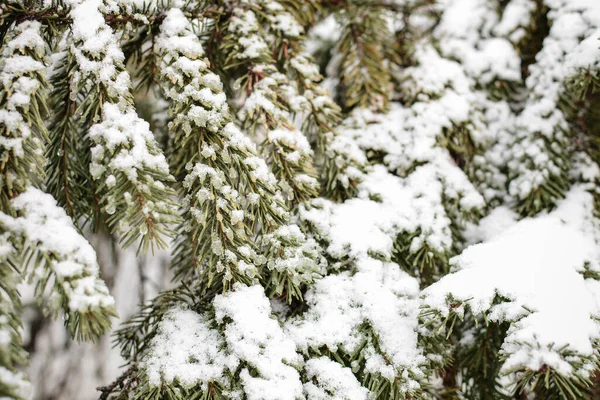 白い雪で覆われている小ぎれいなな枝 — ストック写真