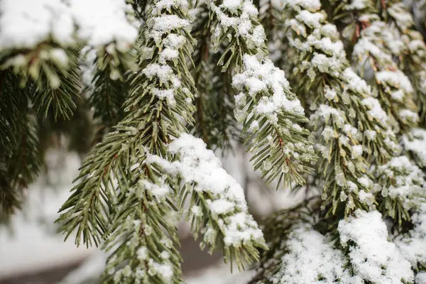 白い雪で覆われている小ぎれいなな枝 — ストック写真