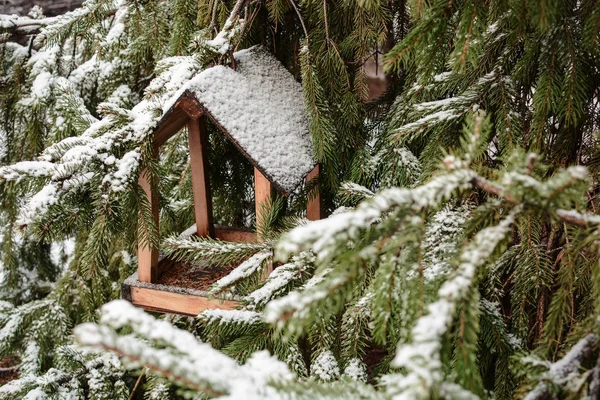 Alimentatore Uccelli Sull Albero Abete Nel Periodo Invernale — Foto Stock