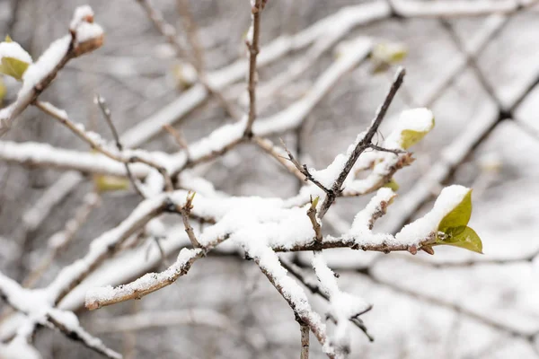 冬に雪に覆われた緑の葉 — ストック写真