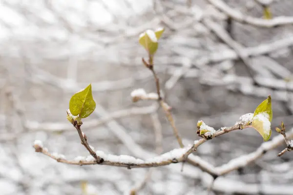 Folhas Verdes Cobertas Com Neve Tempo Inverno — Fotografia de Stock