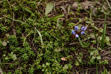 Baharın başlarında Güzel Mavi Kar Damlaları veya Scilla Siberica