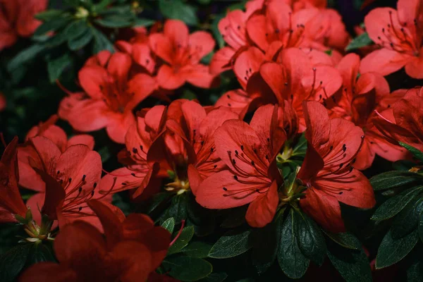 Arbusto Vermelho Florescente Azalea Rhododendron Estufa — Fotografia de Stock