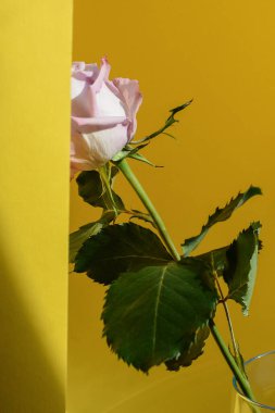 Sarı Arkaplanda Gizli Mor Gül, Kavram Görünümü 