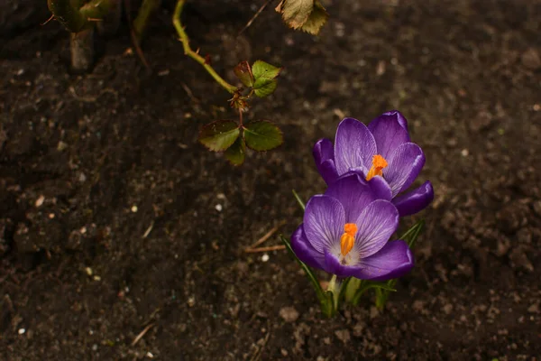 Kwitnące Purpurowe Krokusy Wczesną Wiosną — Zdjęcie stockowe