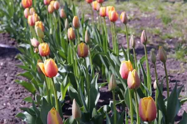 Blühende Tulpen Frühling Vor Dem Hintergrund Der Natur Park Blumen — Stockfoto