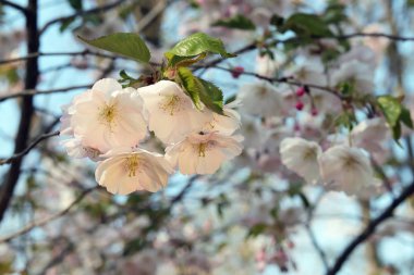 Çiçek açan Japon kirazının dalları parktaki mavi gökyüzünün arka planında, doğal bir ortamda, ilkbaharda.