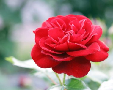 Yeşil park arka planında, doğal ortamda açan kırmızı taze gül.