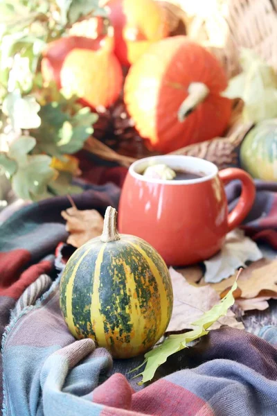 A cup of hot drink, berries, pumpkins, spices, a scarf, autumn leaves on the background of the window, the concept of home comfort, healthy food, tea for the common cold