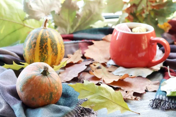 A cup of hot drink, berries, pumpkins, spices, a scarf, autumn leaves on the background of the window, the concept of home comfort, healthy food, tea for the common cold