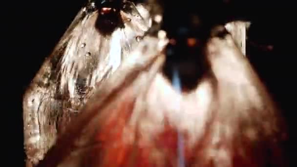 Batch of bottles passes through the conveyor and is filled with liquid close-up. — Stock Video