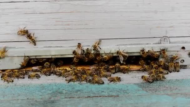 Colônia de abelhas voa para fora da colmeia de apiário ou eco fazenda, saudável orgânica ou rural — Vídeo de Stock