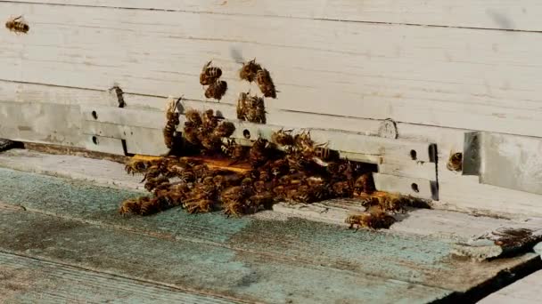 Colônia de abelhas moscas da colmeia de bio apiário ou fazenda natureza, trabalho rural, agricultura — Vídeo de Stock