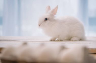 easter rabbit sitting on table with blurred chicken eggs on foreground clipart