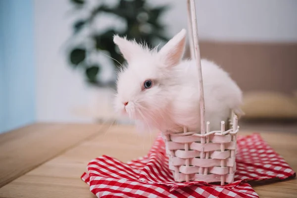 Cute White Easter Rabbit Sitting Basket — Stock Photo, Image