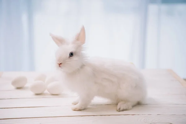 Osterhase — Stockfoto