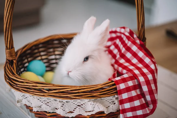 Conejo de Pascua - foto de stock