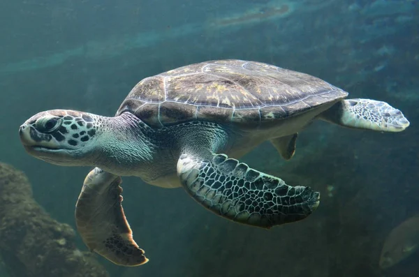 Skildpadde Svømning Nær Vandoverfladen - Stock-foto