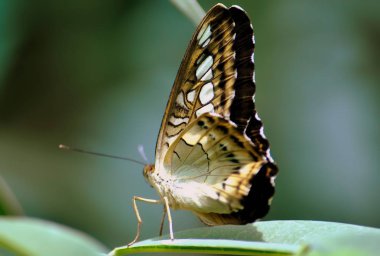 Kelebek Parthenos sylvia dal