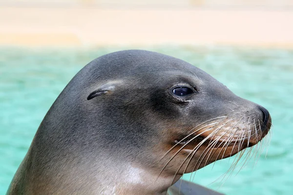 Bir Kaliforniya deniz aslanı portresi kapatın