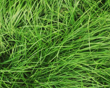 Yeşil Çimen Arkaplanı