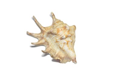 yakın çekim. Beyaz arka plan üzerinde güzel deniz kabuğu