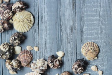 orijinal deniz kabuklarını mavi ahşap arka plan üzerinde metin için bir çerçeve