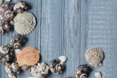 orijinal deniz kabuklarını mavi ahşap arka plan üzerinde metin için bir çerçeve